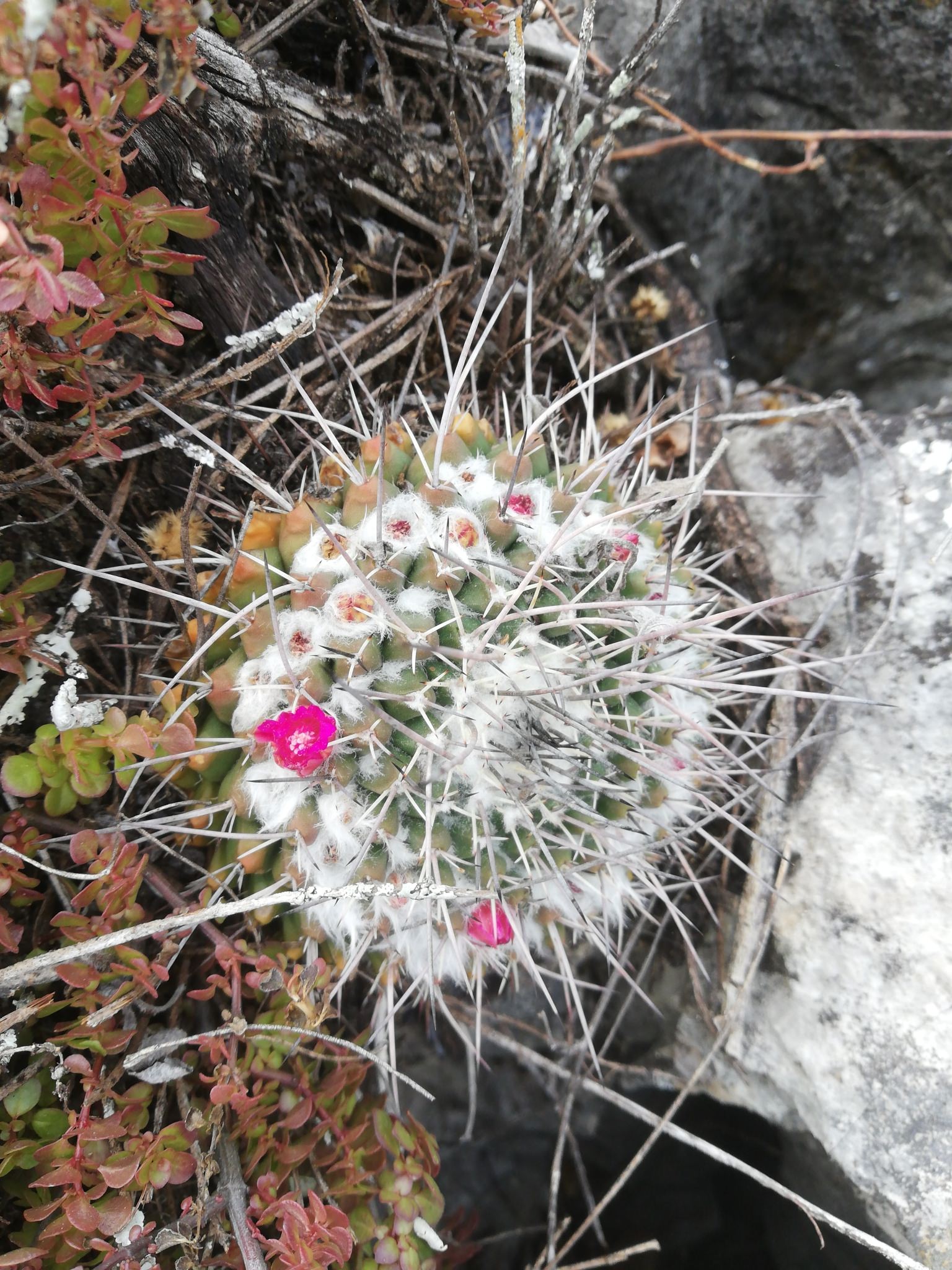 Mammillaria compressa